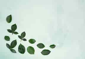 Foto gratuita foglie minimaliste con spazio di copia