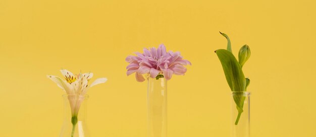 Minimalistic science banner with plant