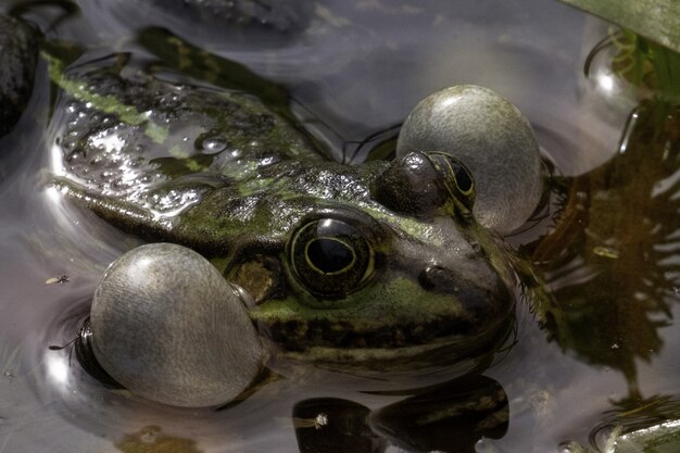 Mink frog attentively observing his surroundings in a green lake