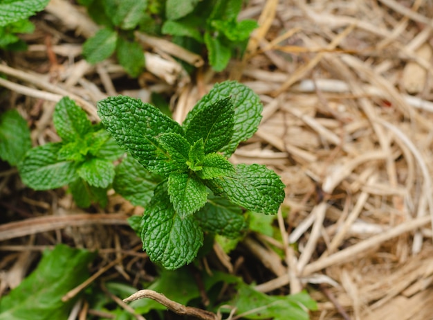 桂圆红枣枸杞 甲状腺癌术后能喝黄芪红枣枸杞茶