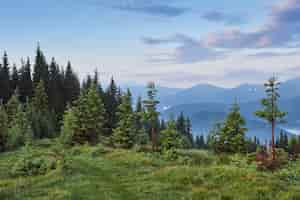 Free photo misty carpathian mountain landscape with fir forest, the tops of trees sticking out of the fog.