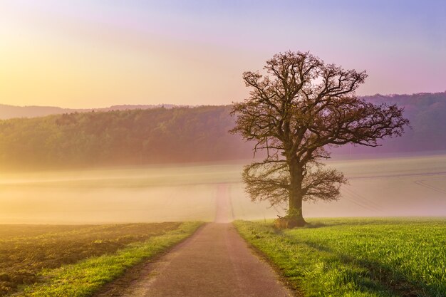 Misty early summer morning in Germany