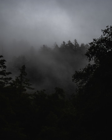 Dark Forest Images - Free Download on Freepik