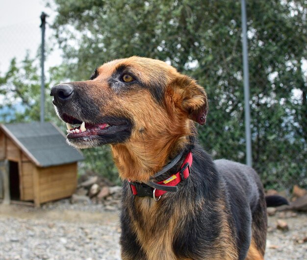 Mix of a Rottweiler and a German shepherd in a kennel near a doghouse