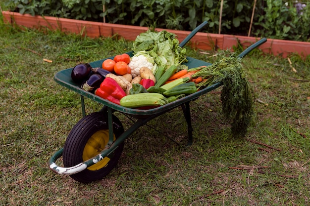 Mix of vegetables in wheelbarrow