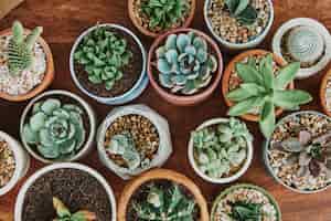 Free photo mixed cacti and succulents in tiny pots