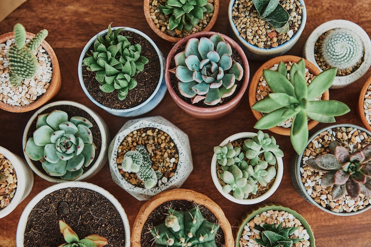 Free Photo mixed cacti and succulents in tiny pots