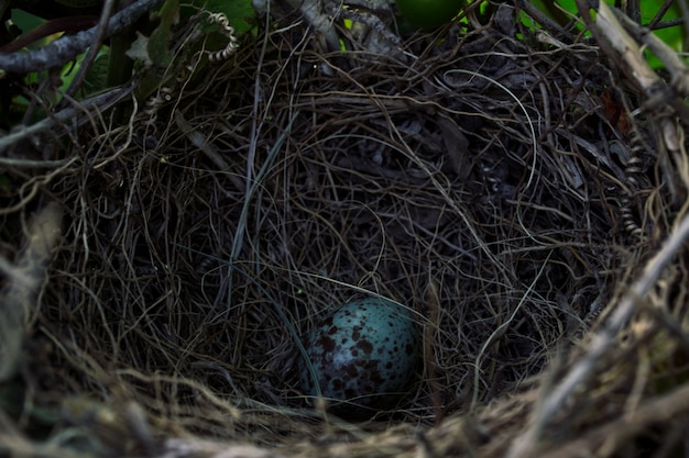 Free photo mockingbird egg