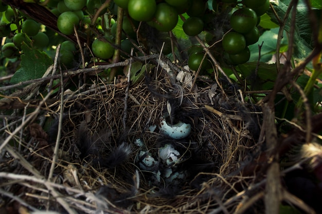 Free photo mockingbird nest