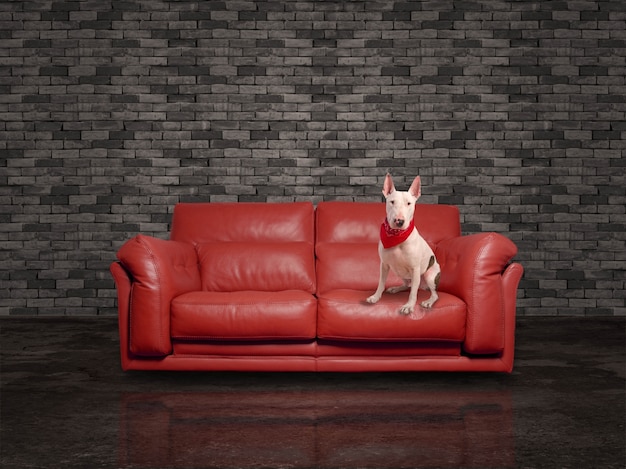 Современный диван с собакой сидит
