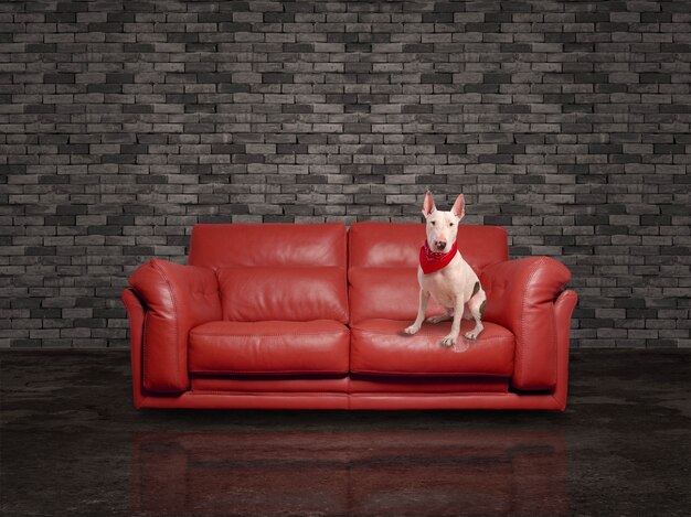 Modern couch with a dog sitting