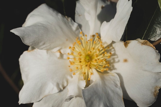 Foto gratuita composizione floreale moderna con stile elegante