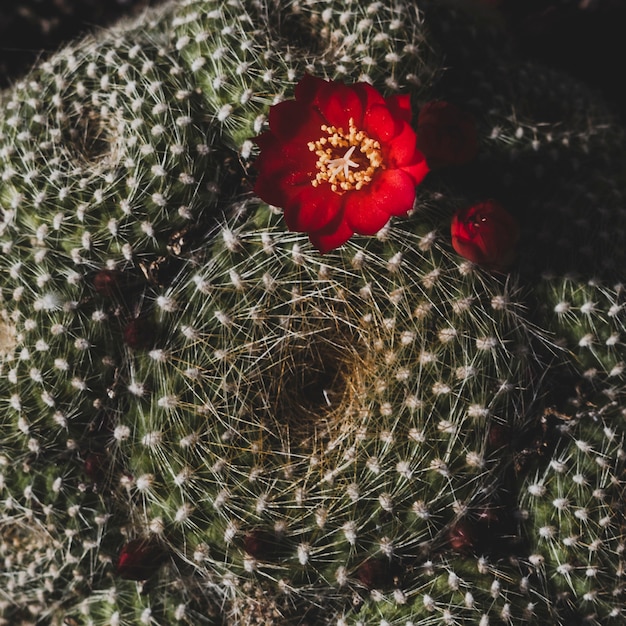 Foto gratuita composizione floreale moderna con stile elegante