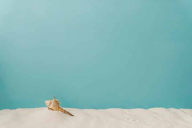 Mollusk on sand on blue background