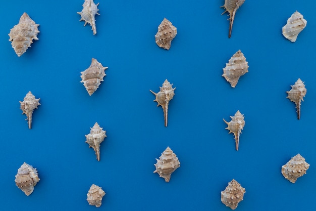 Mollusks on blue background