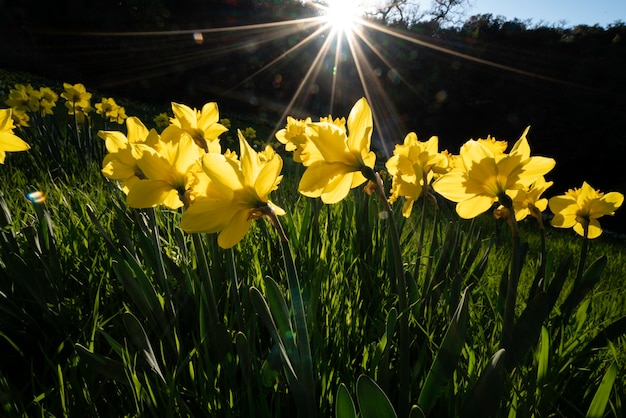 Mom's Daffodils