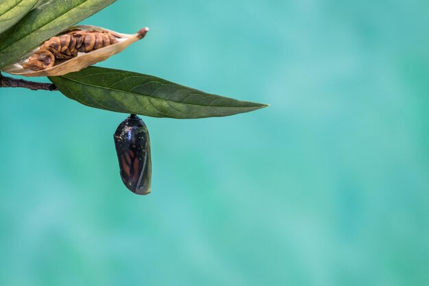 Monarch butterfly chrysalis clear stage