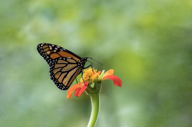 オレンジ色のメキシコのヒマワリの緑の背景にモナーク蝶