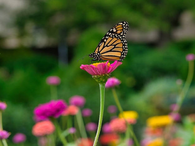 Monarch butterfly on a pink flower in a garden surrounded by greenery