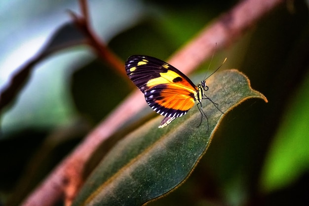 Foto gratuita farfalla monarca