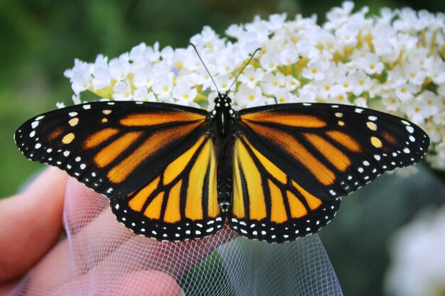 Monarch on White Flowers