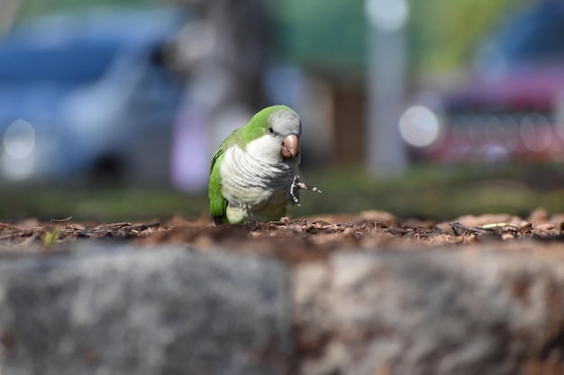 Free photo monk parakeet myiopsitta monachus or quaker parrot in the city