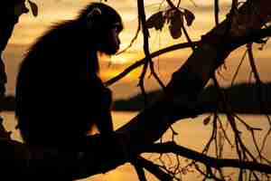 Free photo monkey lifestyle natural view