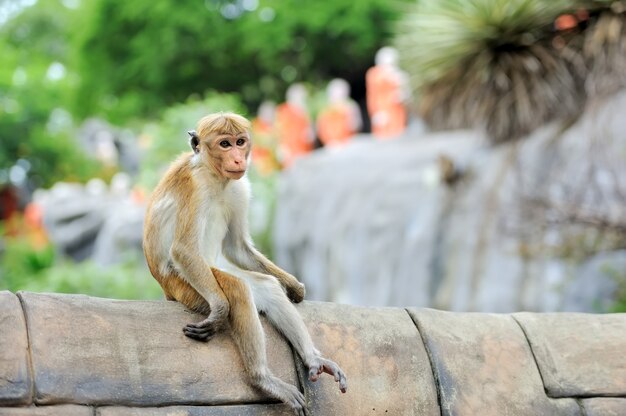 Monkey in the living nature