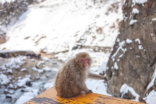 Monkey in the nature