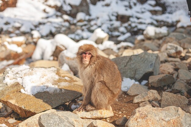 자연 속에서 원숭이