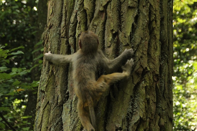 Foto gratuita scimmia in natura