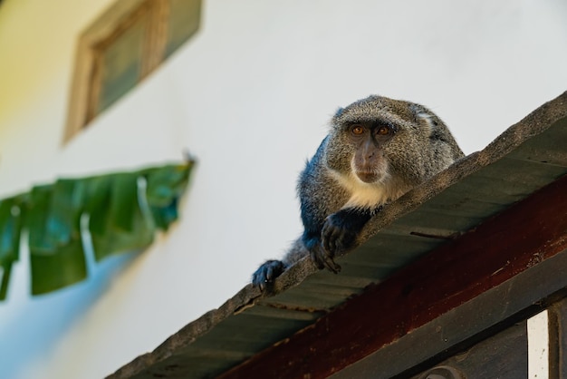 Free photo monkey on a roof of building. monkey have a rest on a roof.