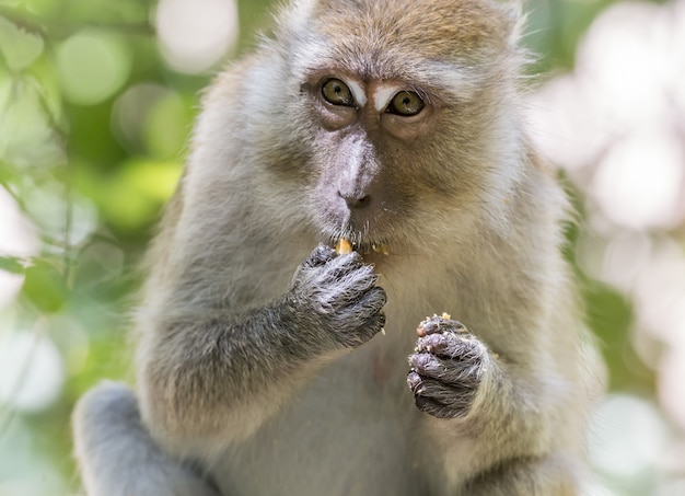 Monkey sitting on tree branch eating fruit