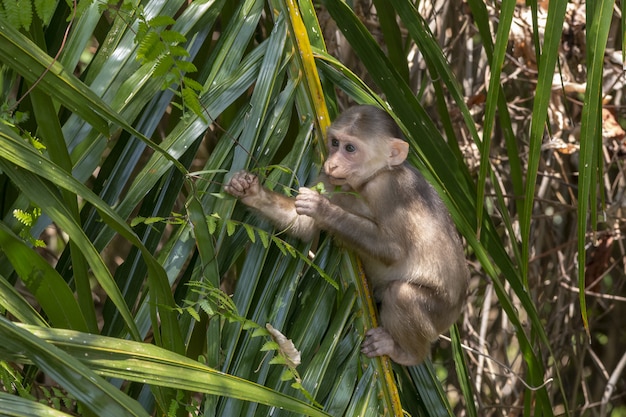 Free photo monkey sitting on tree branch