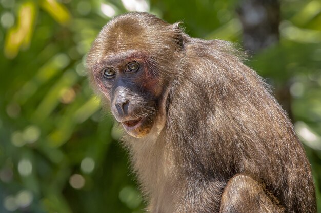 Monkey sitting on tree branch