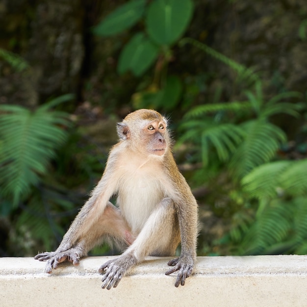 Monkey sitting on a white fence