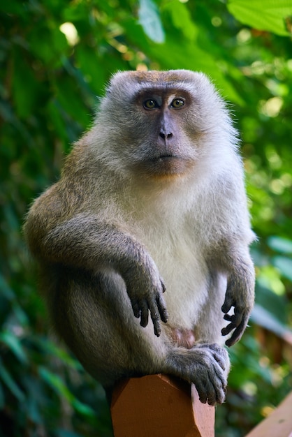 monkey sitting on a wooden fence