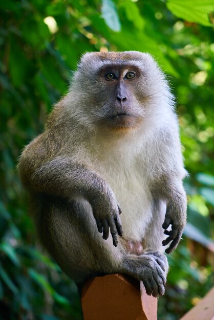 Monkey sitting on a wooden fence