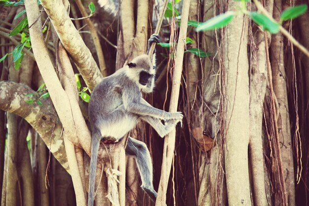 Monkey on Sri Lanka