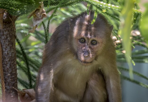 Monkey on tree in forest closeup