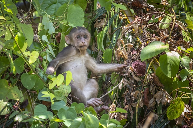 Monkey on tree in forest closeup