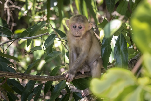 Monkey on tree in forest closeup