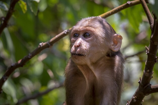 Monkey on tree in forest closeup