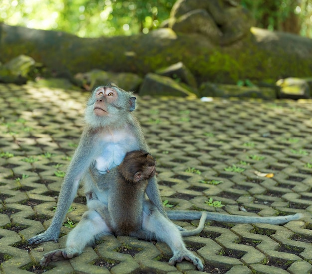 Foto gratuita scimmie a ubud bali