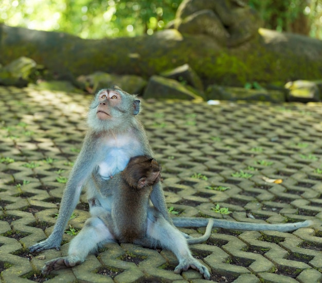 Monkeys in Ubud Bali