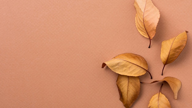 Free photo monochromatic still life composition with leaves