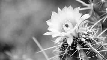 Free photo monochrome desert cacti