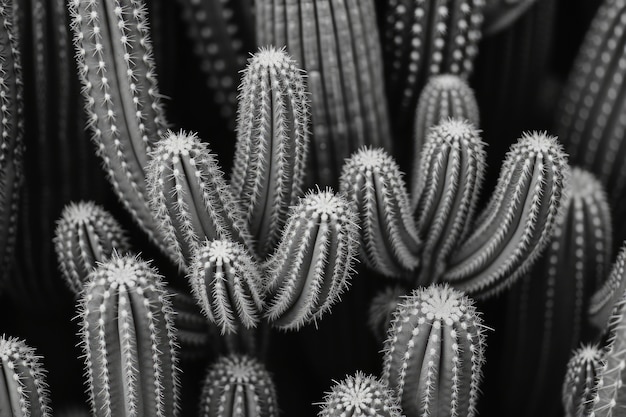 Free photo monochrome  desert cacti