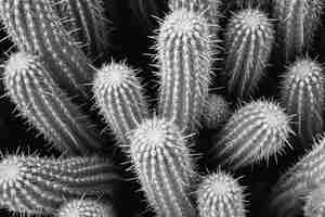 Free photo monochrome  desert cacti