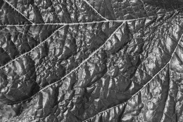 Free photo monochrome leaf texture